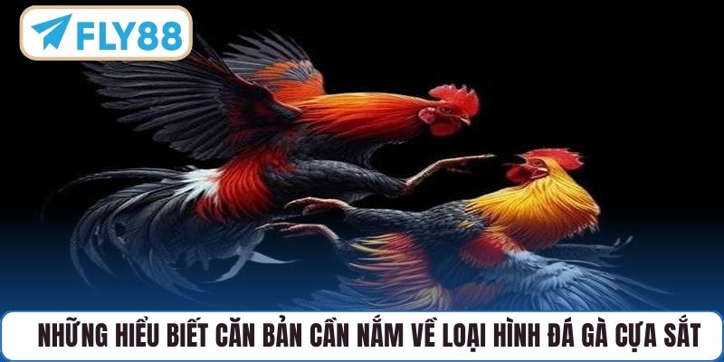 Những hiểu biết căn bản cần nắm về loại hình đá gà cựa sắt